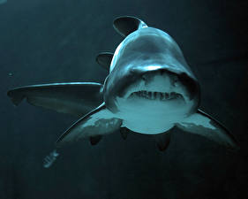 Papel de Parede Desktop Mundo subaquático Tubarões