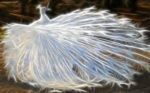 Papel de Parede Desktop Pássaros Pavão Branco Animalia