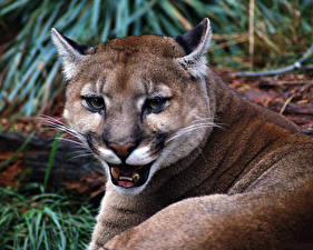 Bilder Große Katze Puma