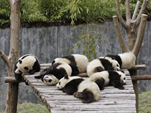 Tapety na pulpit Niedźwiedź Panda wielka zwierzę