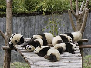 Hintergrundbilder Ein Bär Großer Panda ein Tier