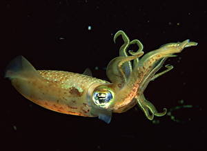 Hintergrundbilder Unterwasserwelt Schwarzer Hintergrund Tiere