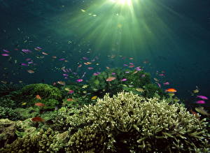 桌面壁纸，，海底世界，珊瑚，