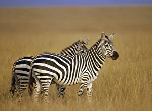Fotos Zebras ein Tier