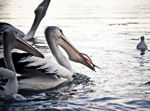 Bureaubladachtergronden Vogel Pelikanen