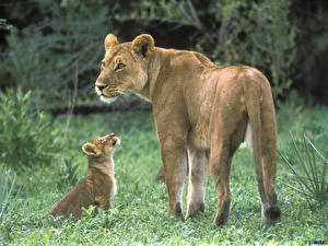 Images Big cats Lions Lioness Animals