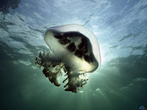 Обои Подводный мир Медузы животное