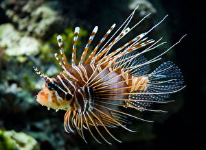 Bilder Unterwasserwelt Fische Feuerfisch Rotfeuerfische Tiere