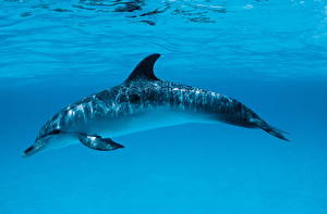 Bakgrunnsbilder Delfin Dyr