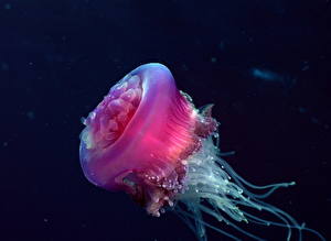 Papel de Parede Desktop Mundo subaquático Medusas um animal