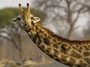 Fotos Giraffen Tiere