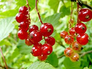 Images Fruit Currant Food