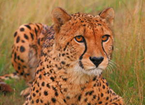 Pictures Big cats Cheetah