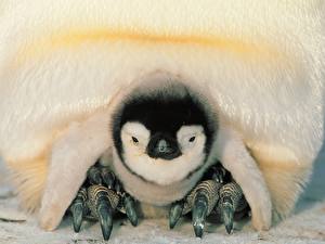 Bilder Pinguine ein Tier
