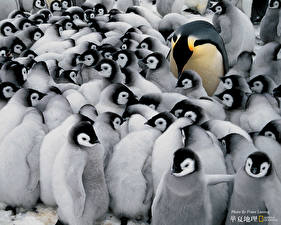 Wallpaper Penguin