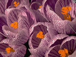 Papel de Parede Desktop Crocus flor