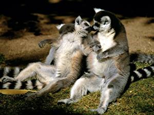 Fotos Lemuren