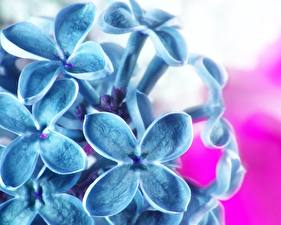 Papel de Parede Desktop Phlox flor