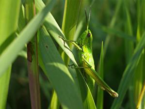 Photo Insects Grasshoppers