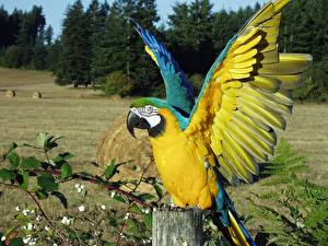 Image Birds Parrots Animal