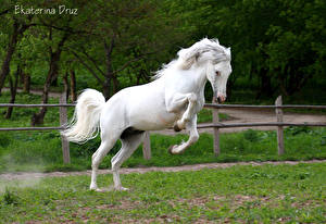 Фотографии Лошадь Белые животное