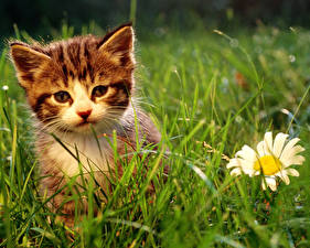 Hintergrundbilder Katze Katzenjunges Gras ein Tier