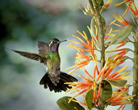 Bureaubladachtergronden Vogel Kolibries Dieren