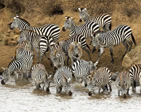 Wallpapers Zebras