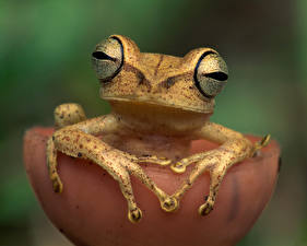 Images Frog