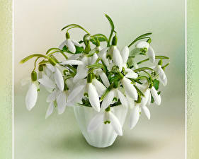 Papel de Parede Desktop Galanthus flor