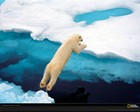 Tapety na pulpit Niedźwiedź Niedźwiedź polarny zwierzę