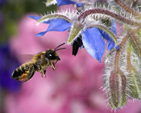 Bilder Insekten Bienen Tiere