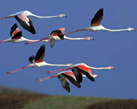 Bakgrundsbilder på skrivbordet Fågel Flamingo