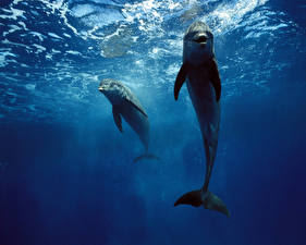 Pictures Dolphins