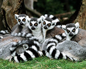 Picture Lemurs
