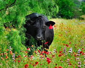 Pictures Cow Artiodactyl Animals