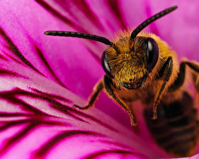 Bilder Insekten Bienen ein Tier
