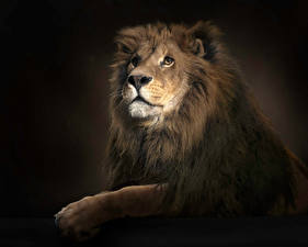 Fotos Große Katze Löwen Schwarzer Hintergrund Tiere