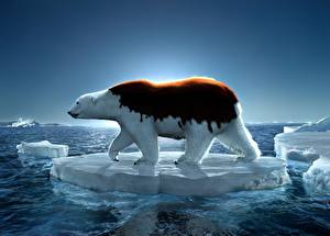 Tapety na pulpit Niedźwiedź Niedźwiedź polarny