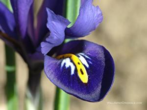 Images Iris flower