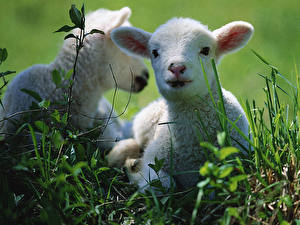 Sfondi desktop Pecore animale