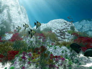 Sfondi desktop Mondo sottomarino Pesce animale
