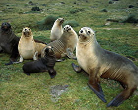 Bureaubladachtergronden Zeehonden een dier