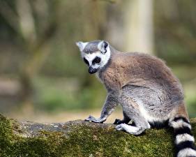 Desktop hintergrundbilder Lemuren Tiere