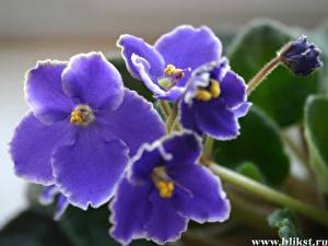 Photo Violets flower