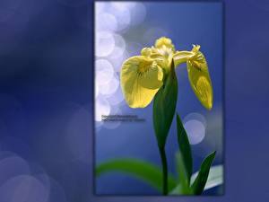 Desktop wallpapers Irises flower