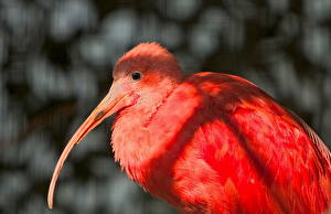Picture Bird Exotic Animals