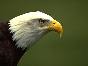 Image Bird Eagles Colored background animal