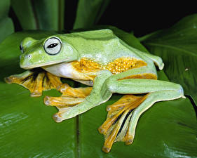 Image Frog