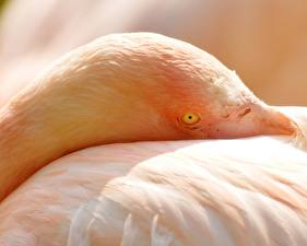 Bilder Vögel Flamingos ein Tier